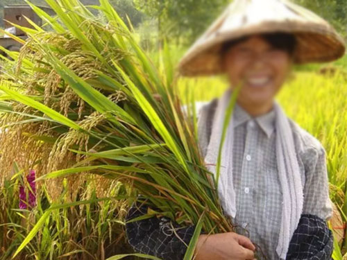 湖南興隆種業有限公司,長沙稻谷種植與銷售,長沙農作物品種的選育,長沙農業病蟲害防治服務