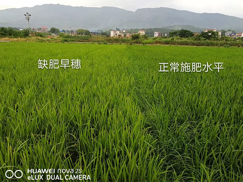 湖南興隆種業有限公司,長沙稻谷種植與銷售,長沙農作物品種的選育,長沙農業病蟲害防治服務