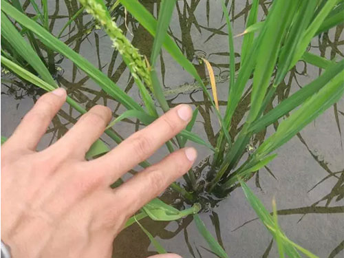 湖南興隆種業有限公司,長沙稻谷種植與銷售,長沙農作物品種的選育,長沙農業病蟲害防治服務