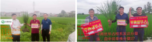 湖南興隆種業(yè)有限公司,長(zhǎng)沙稻谷種植與銷(xiāo)售,長(zhǎng)沙農(nóng)作物品種的選育,長(zhǎng)沙農(nóng)業(yè)病蟲(chóng)害防治服務(wù)