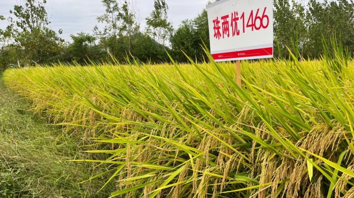 湖南興隆種業有限公司,長沙稻谷種植與銷售,長沙農作物品種的選育,長沙農業病蟲害防治服務